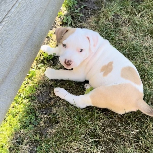 Sophie, a Adopted mixed breed in Roselle, IL image 1/6