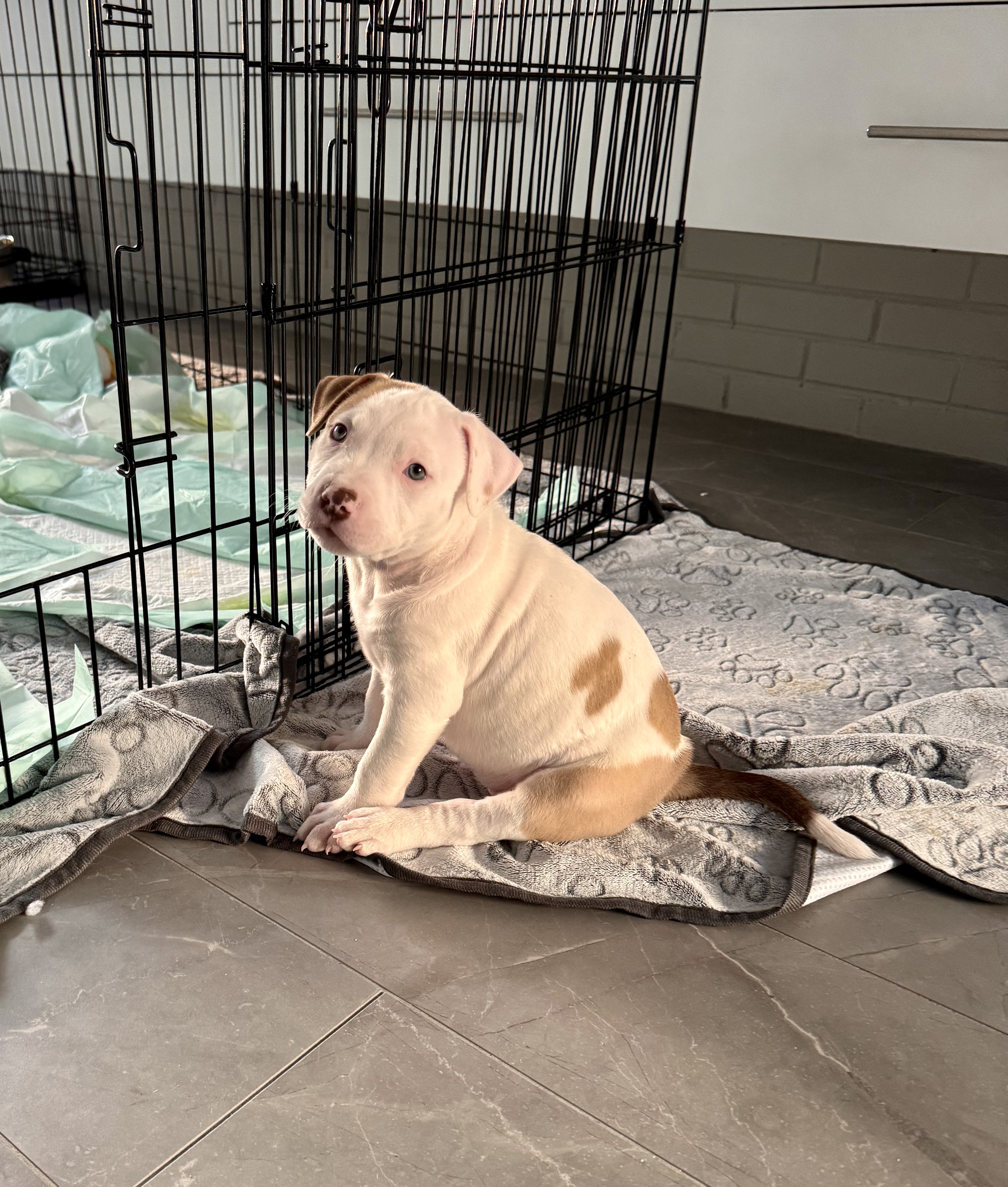 Sophie, a Adopted mixed breed in Roselle, IL image 5/6