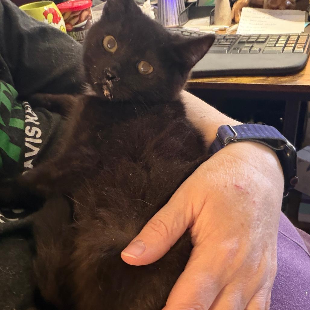 Finch — thumbnail 3