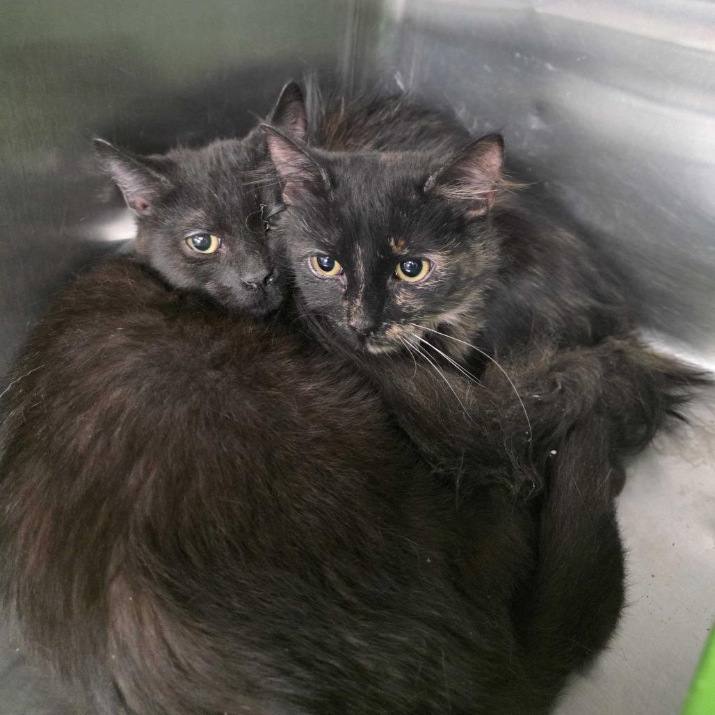 Finch — thumbnail 4