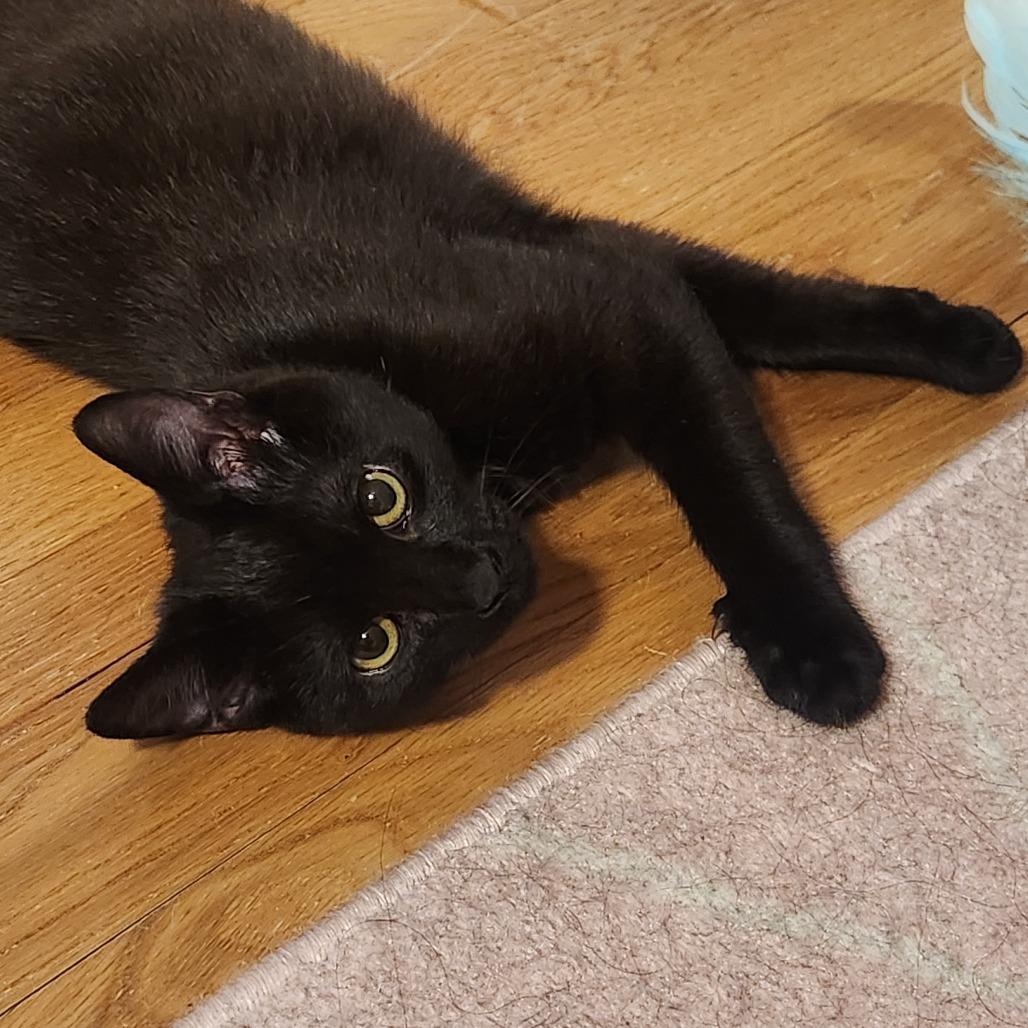 Finch — thumbnail 5