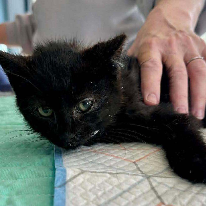 Finch — thumbnail 6