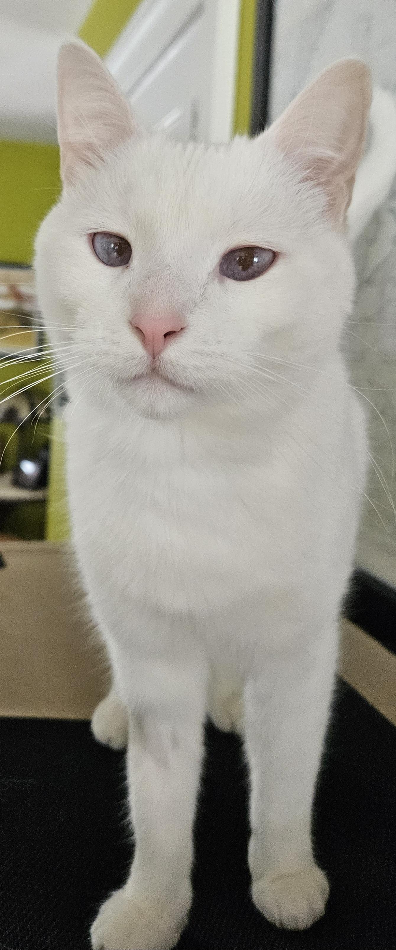 Angelo, adopted, Adult Male Siamese.