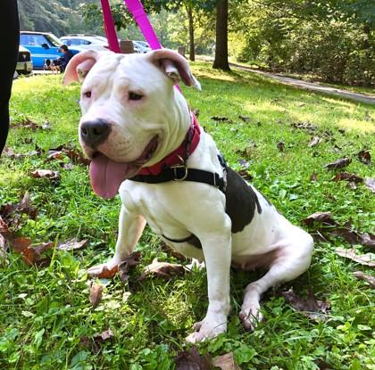 Enlarge Bree, a Adoptable mixed breed in Washington, DC image 1/3