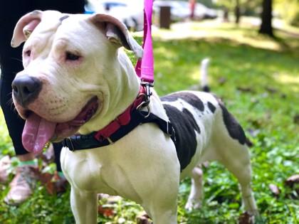 Enlarge Bree, a Adoptable mixed breed in Washington, DC image 2/3