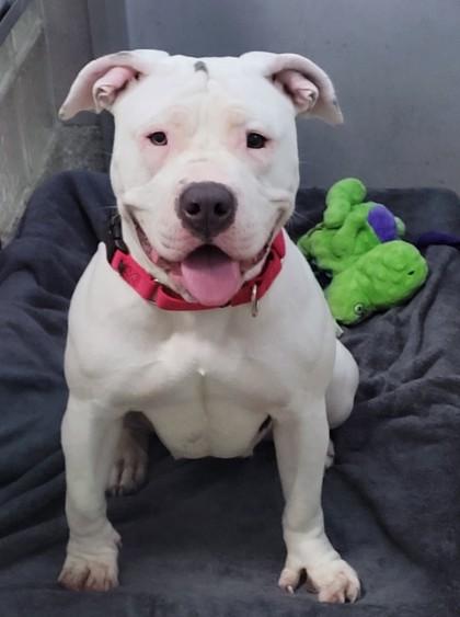 Enlarge Bree, a Adoptable mixed breed in Washington, DC image 3/3