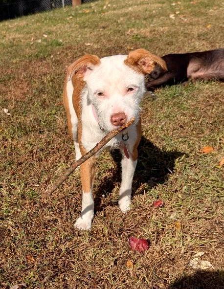 Beatrix, Adopted, Young Female Terrier.