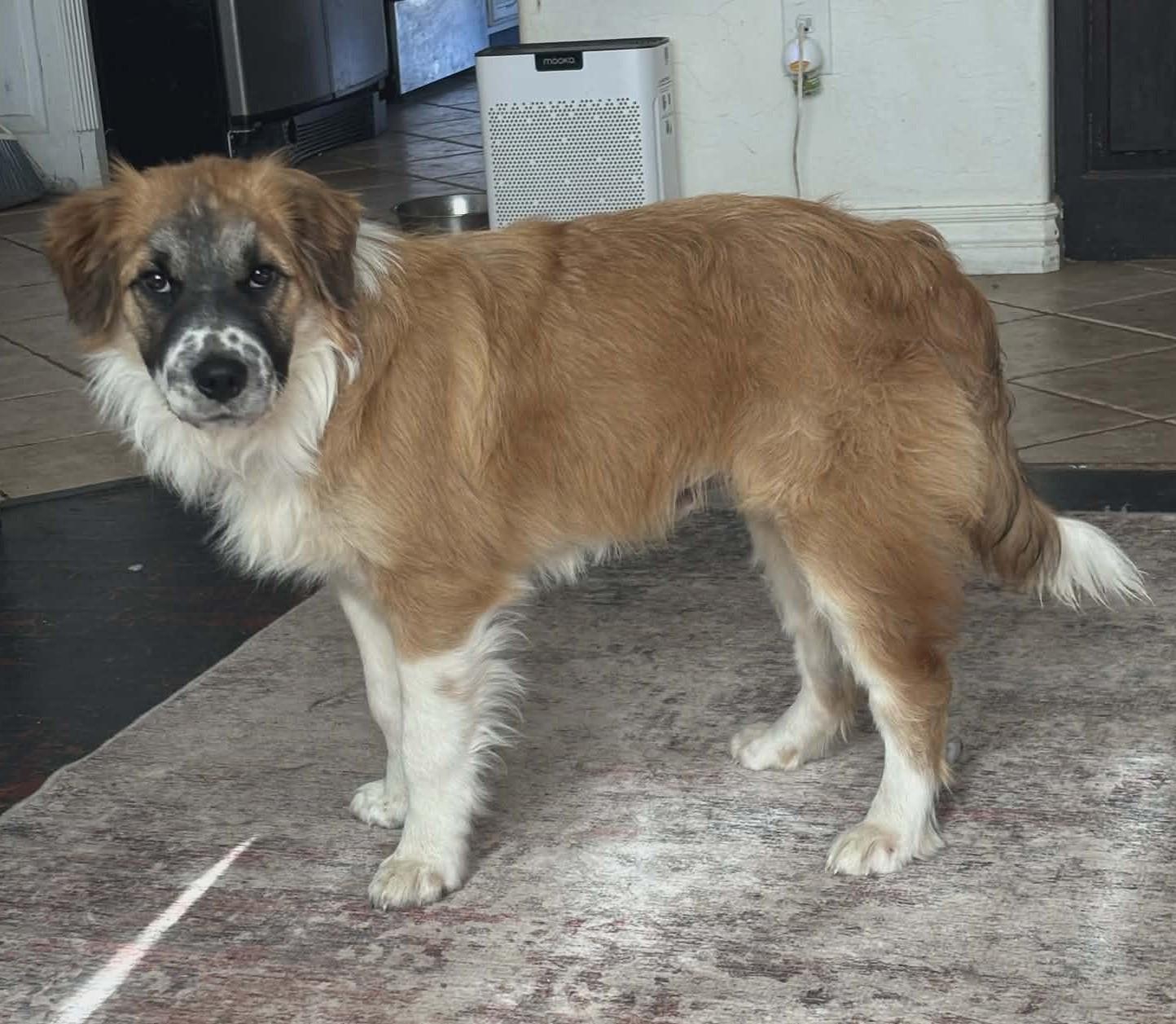 Benedict , ADOPTABLE, Puppy Male Great Pyrenees.