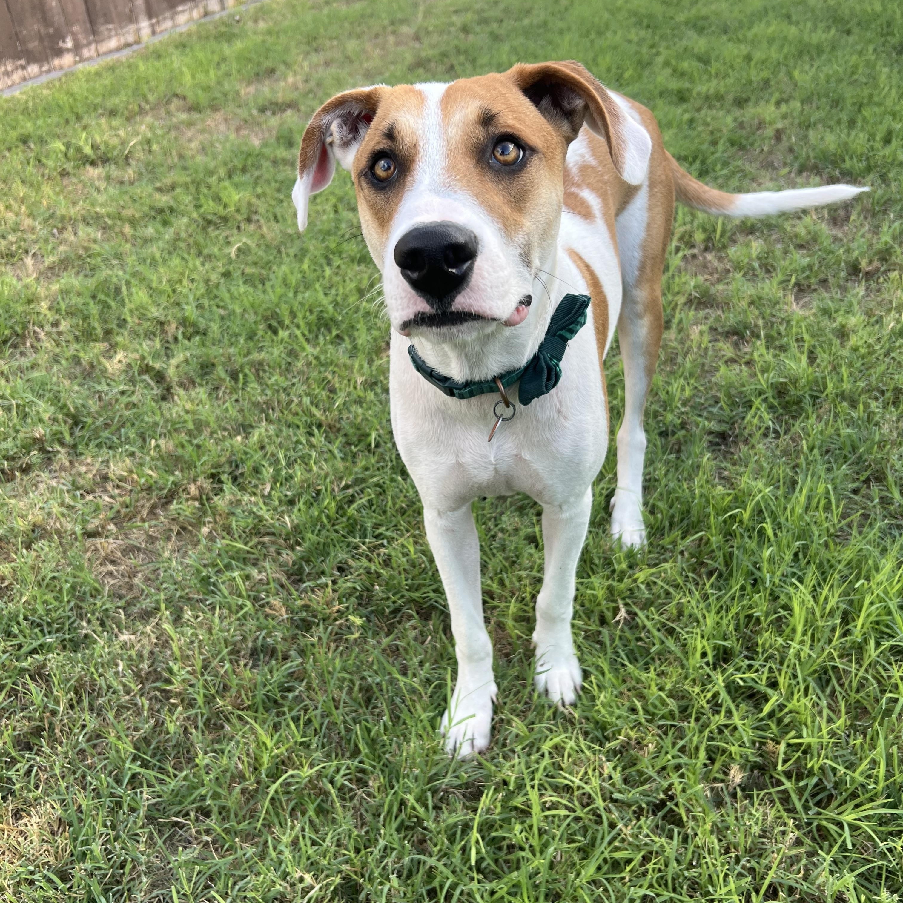 Enlarge Dexter, a Adoptable mixed breed in Cheyenne, WY image 4/4