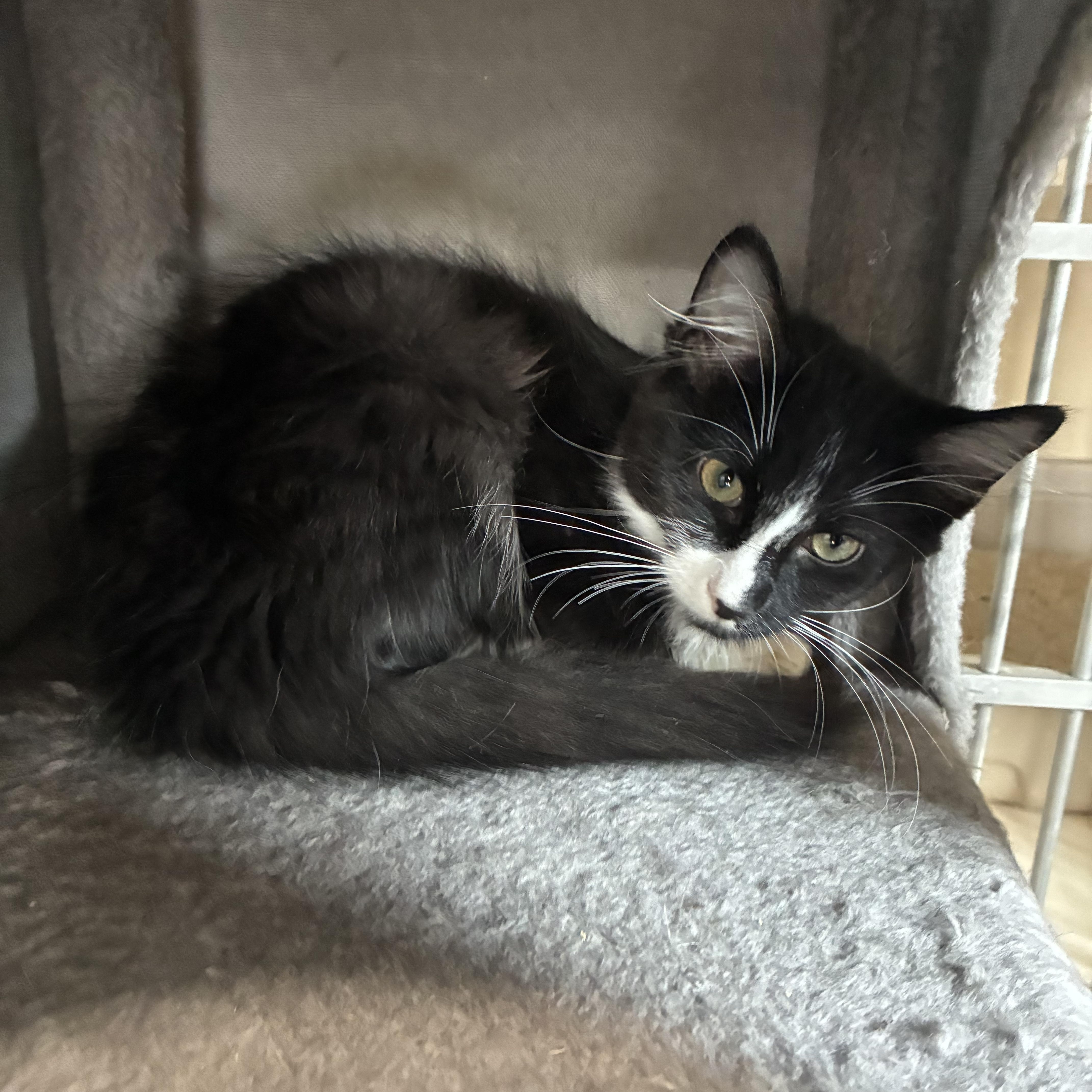 Enlarge Fanta, a Adoptable Domestic Long Hair in Bonners Ferry, ID image 2/3