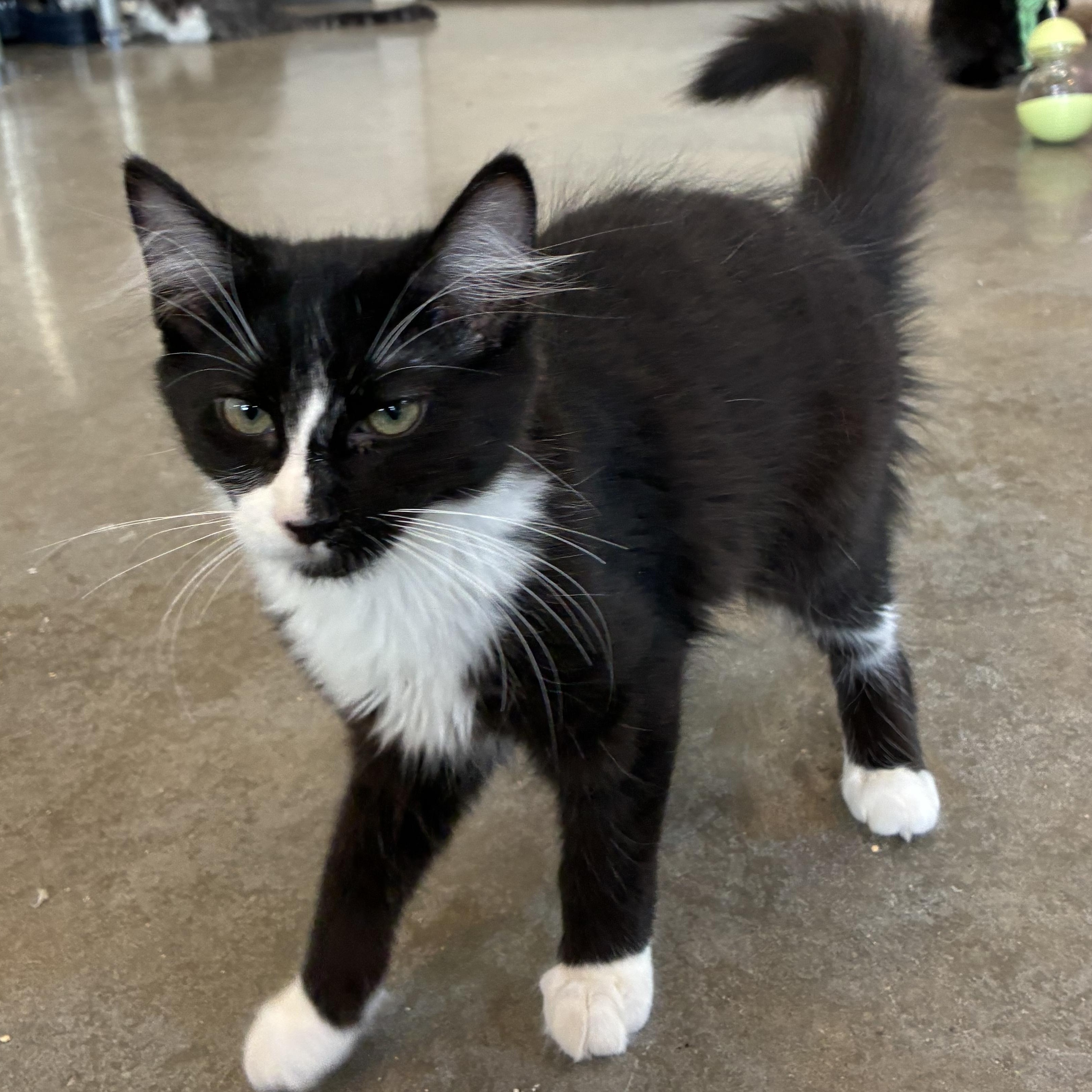 Fanta, Adoptable, Kitten Female Domestic Long Hair.