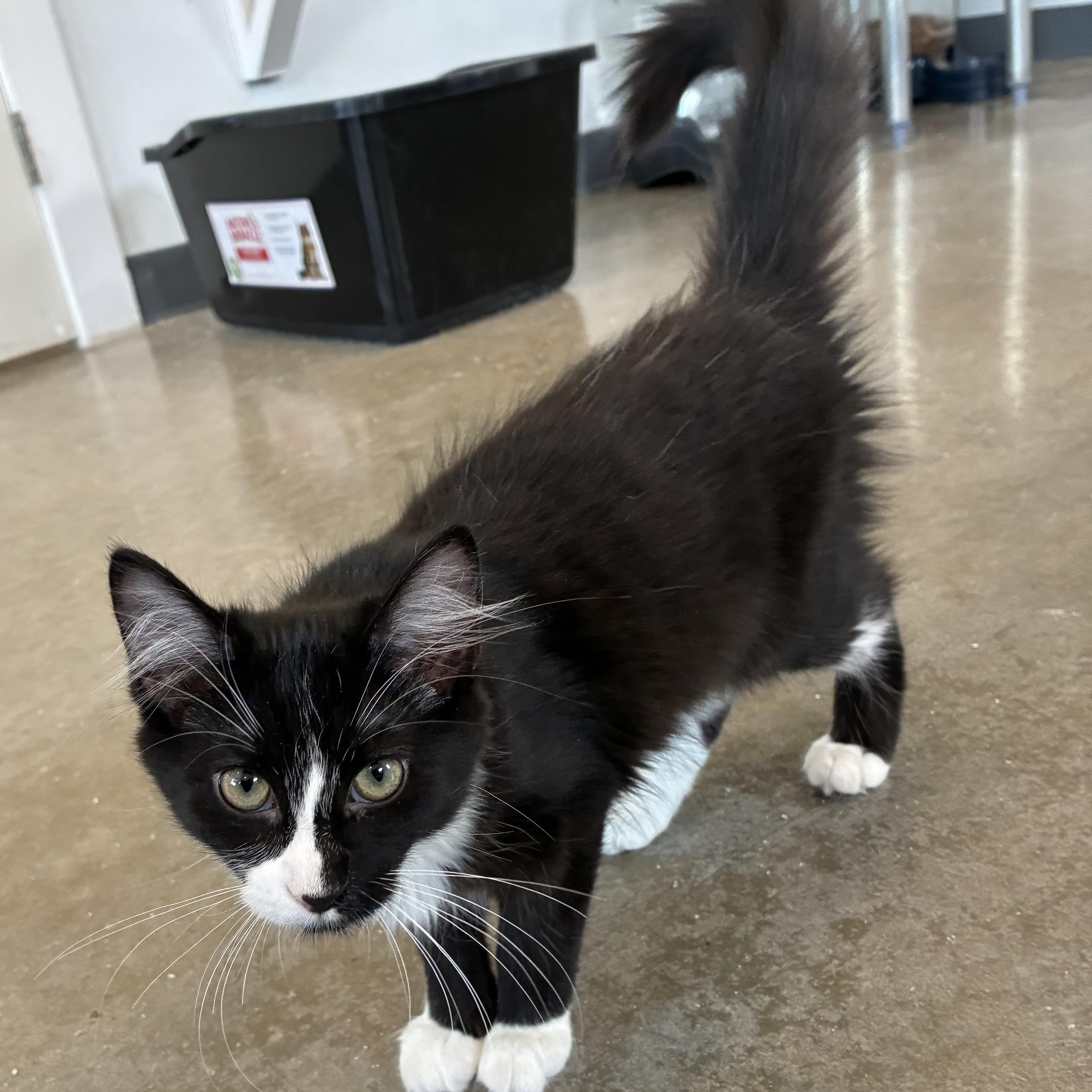 Enlarge Fanta, a Adoptable Domestic Long Hair in Bonners Ferry, ID image 3/3