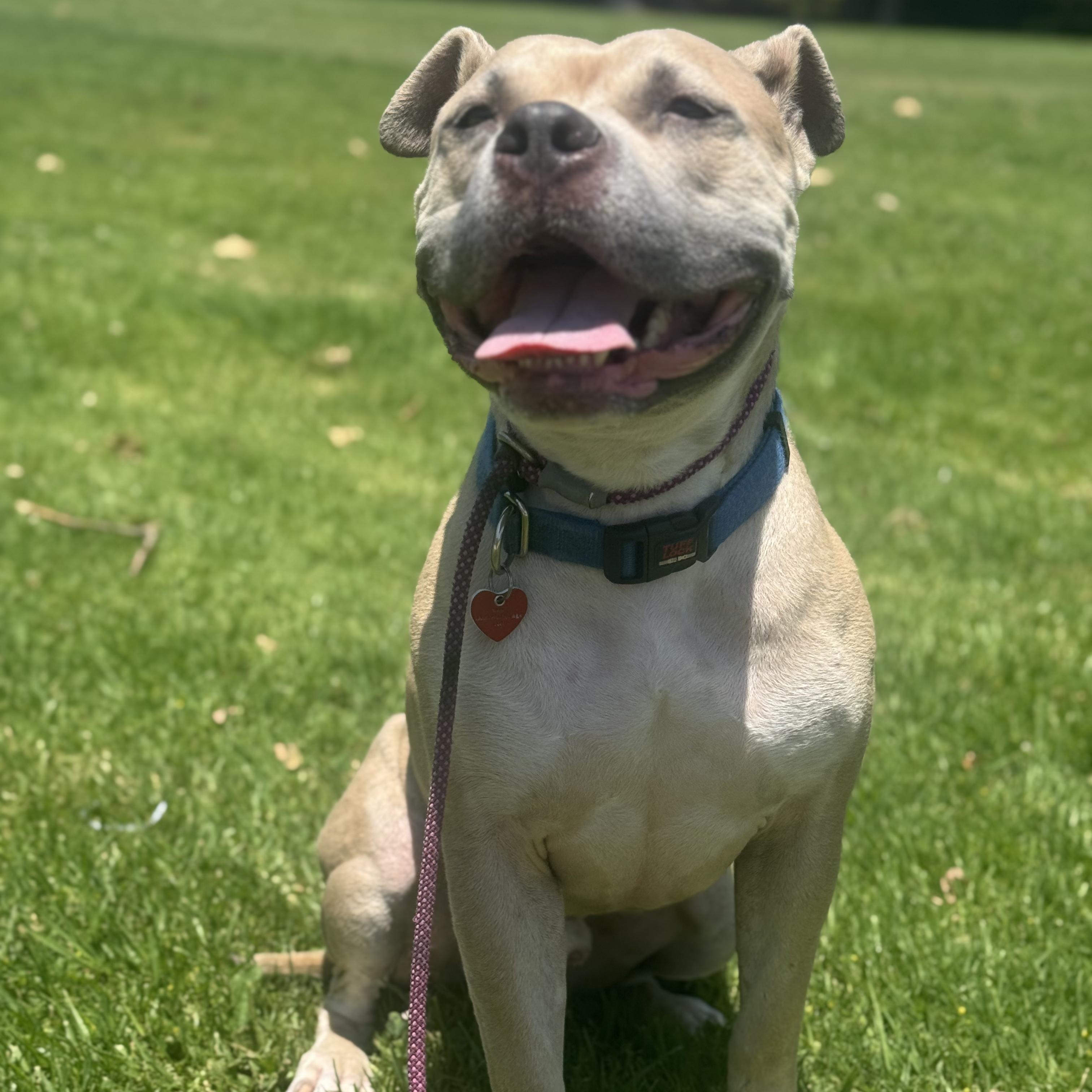 Maverick, a Adoptable Pit Bull Terrier in Beverly Hills, CA image 1/2