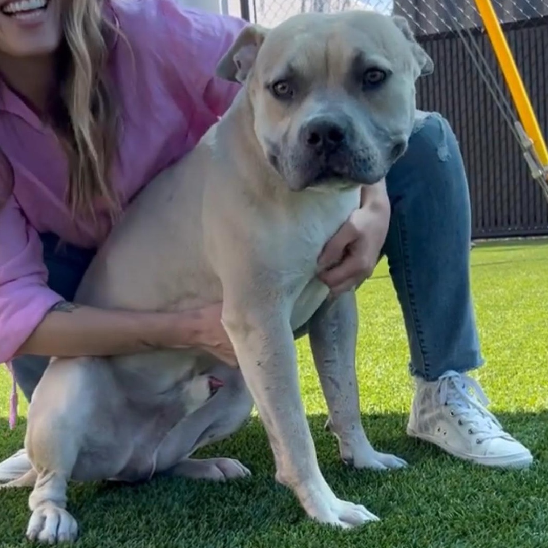 Maverick, a Adoptable Pit Bull Terrier in Beverly Hills, CA image 2/2