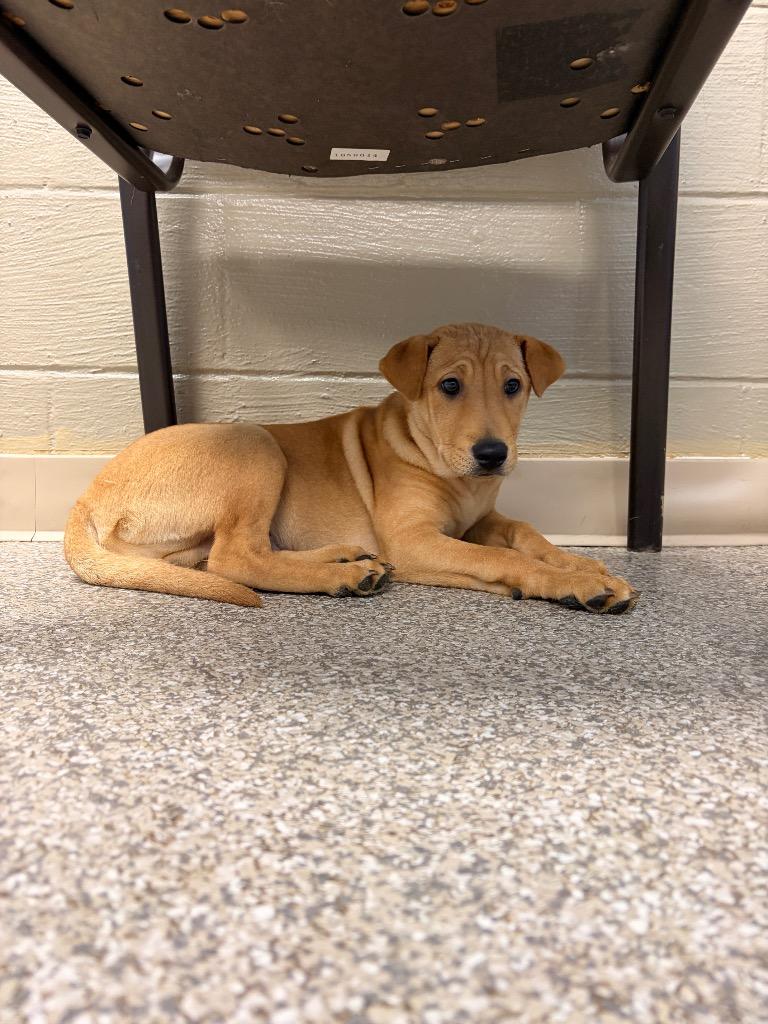 Enlarge Pineapple, a Adoptable mixed breed in Blountville, TN image 1/2