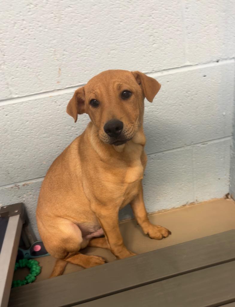 Enlarge Pineapple, a Adoptable mixed breed in Blountville, TN image 2/2