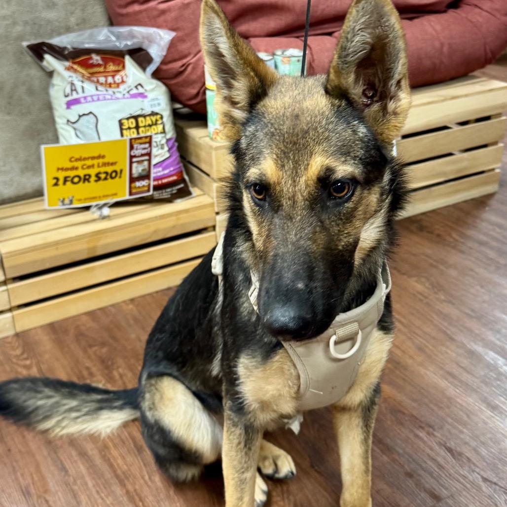 Mazzy (Frankie), Adoptable, Young Female Shepherd & Mixed Breed.