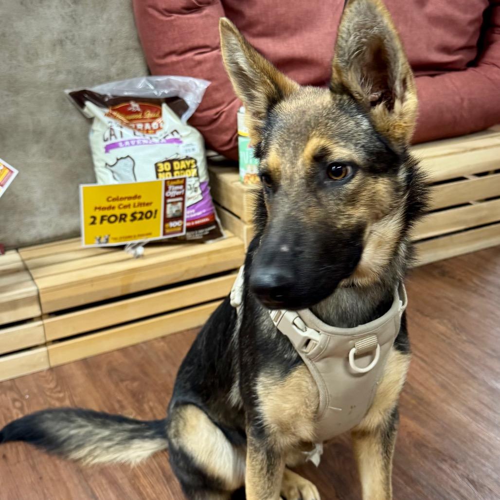 Enlarge Mazzy (Frankie), a Adoptable mixed breed in Little Rock, AR image 2/6