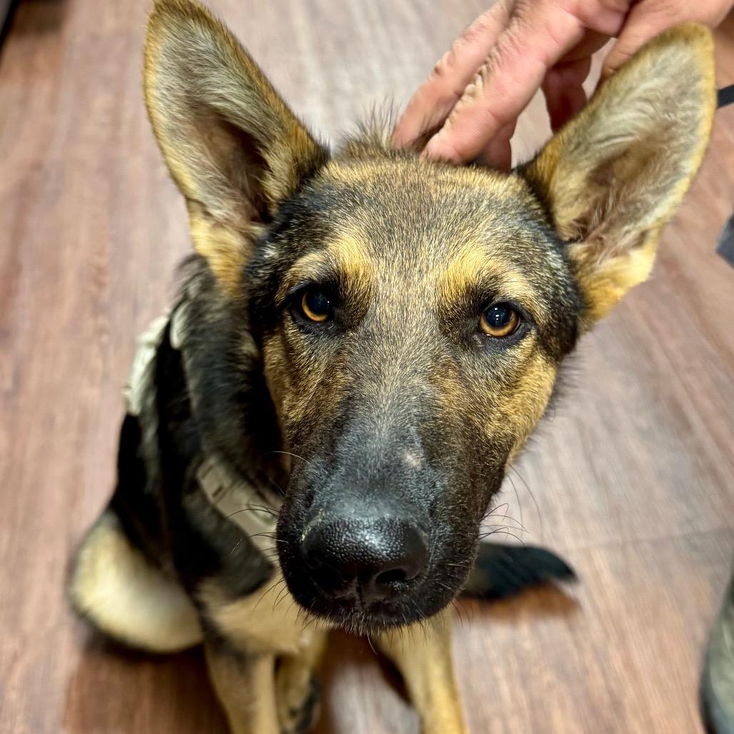 Enlarge Mazzy (Frankie), a Adoptable mixed breed in Little Rock, AR image 4/6