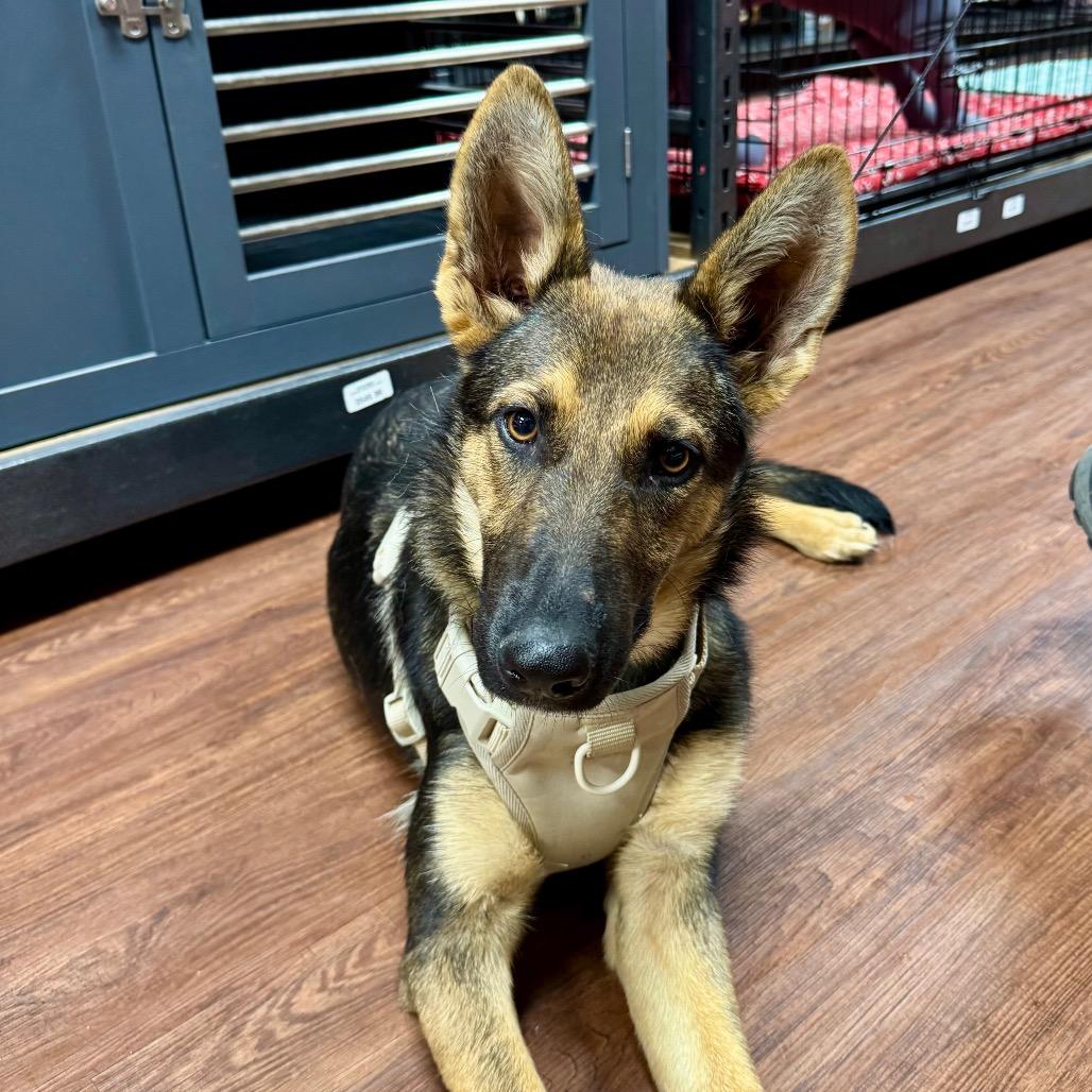 Enlarge Mazzy (Frankie), a Adoptable mixed breed in Little Rock, AR image 5/6