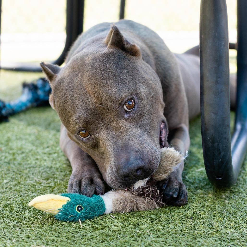 PB, a Adoptable Pit Bull Terrier in Bryan, TX image 1/6