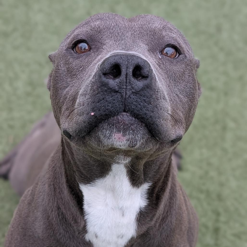 Enlarge PB, a Adoptable Pit Bull Terrier in Bryan, TX image 1/3