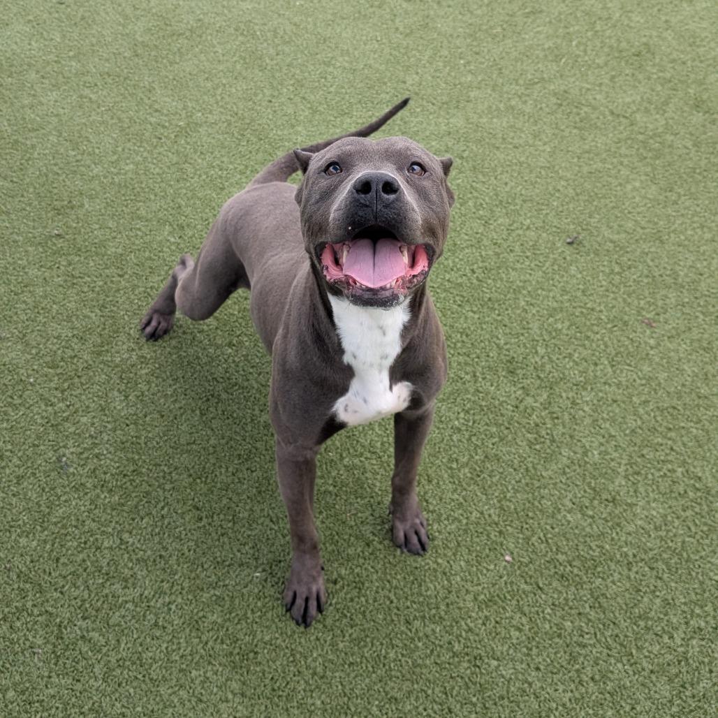 Enlarge PB, a Adoptable Pit Bull Terrier in Bryan, TX image 2/3