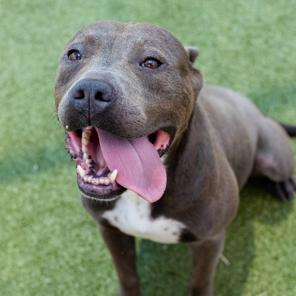 PB, a Adoptable Pit Bull Terrier in Bryan, TX image 4/6