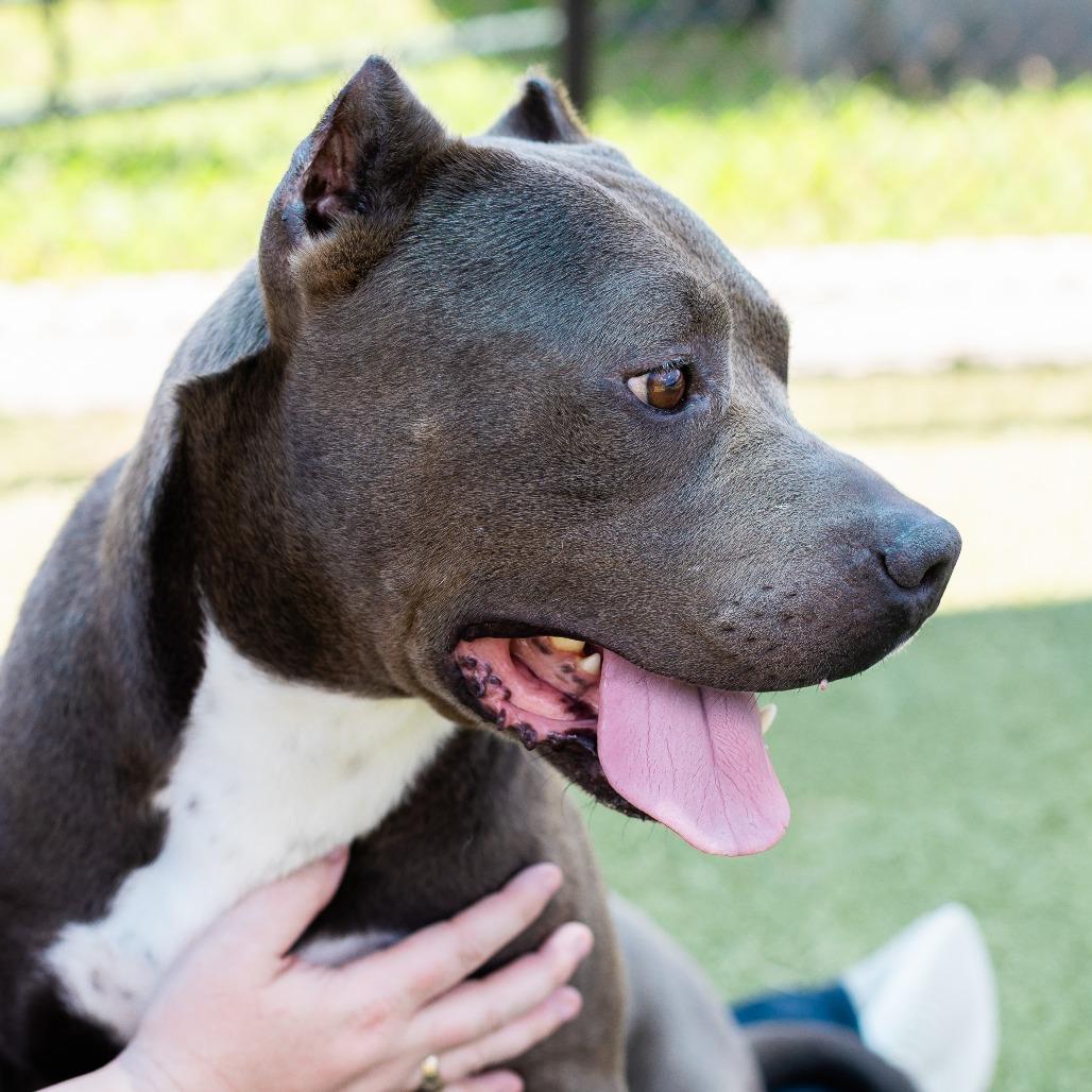 PB, a Adoptable Pit Bull Terrier in Bryan, TX image 5/6