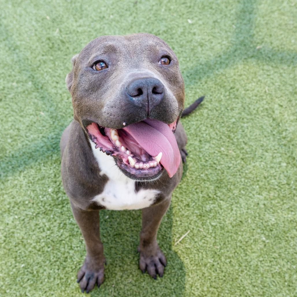 PB, a Adoptable Pit Bull Terrier in Bryan, TX image 6/6