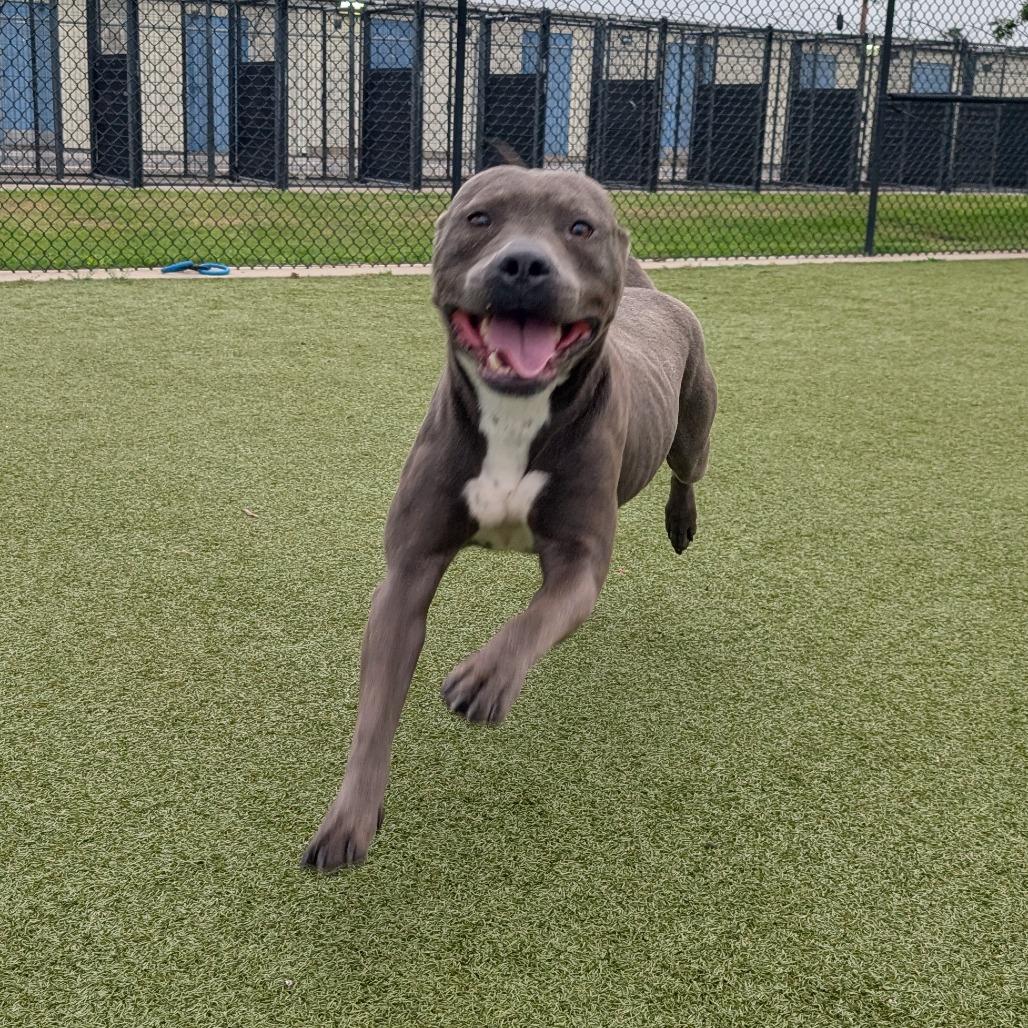 Enlarge PB, a Adoptable Pit Bull Terrier in Bryan, TX image 3/3