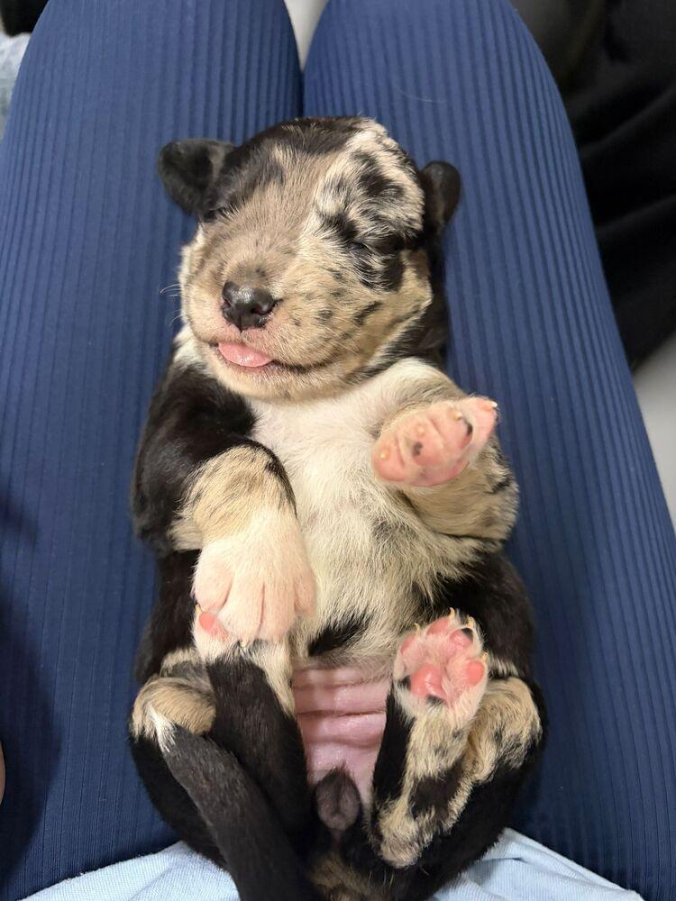 Pinkie Pie, Adoptable, Puppy Female Collie & Shepherd.