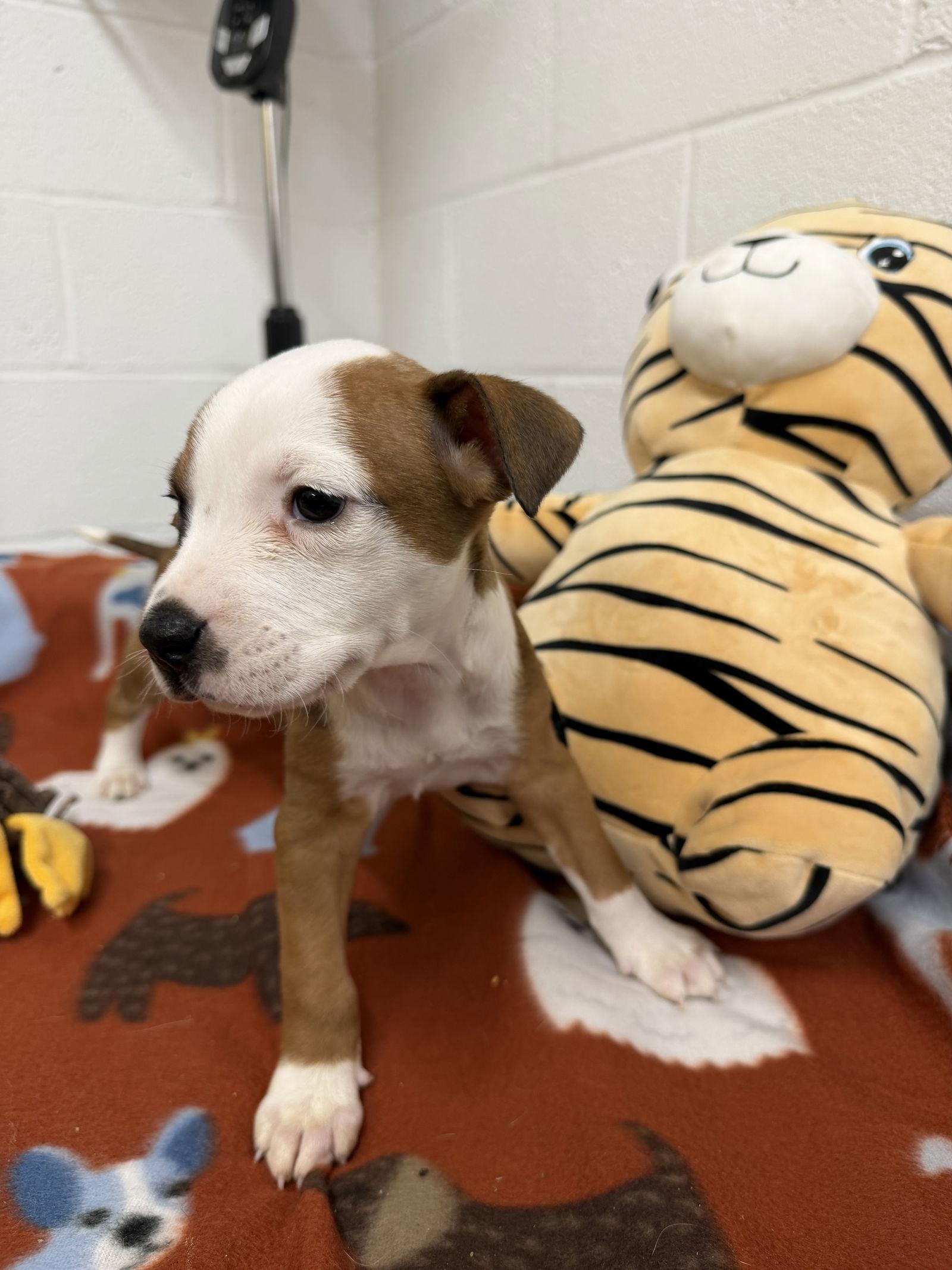 Enlarge Jada, a Adopted mixed breed in York, SC image 1/3