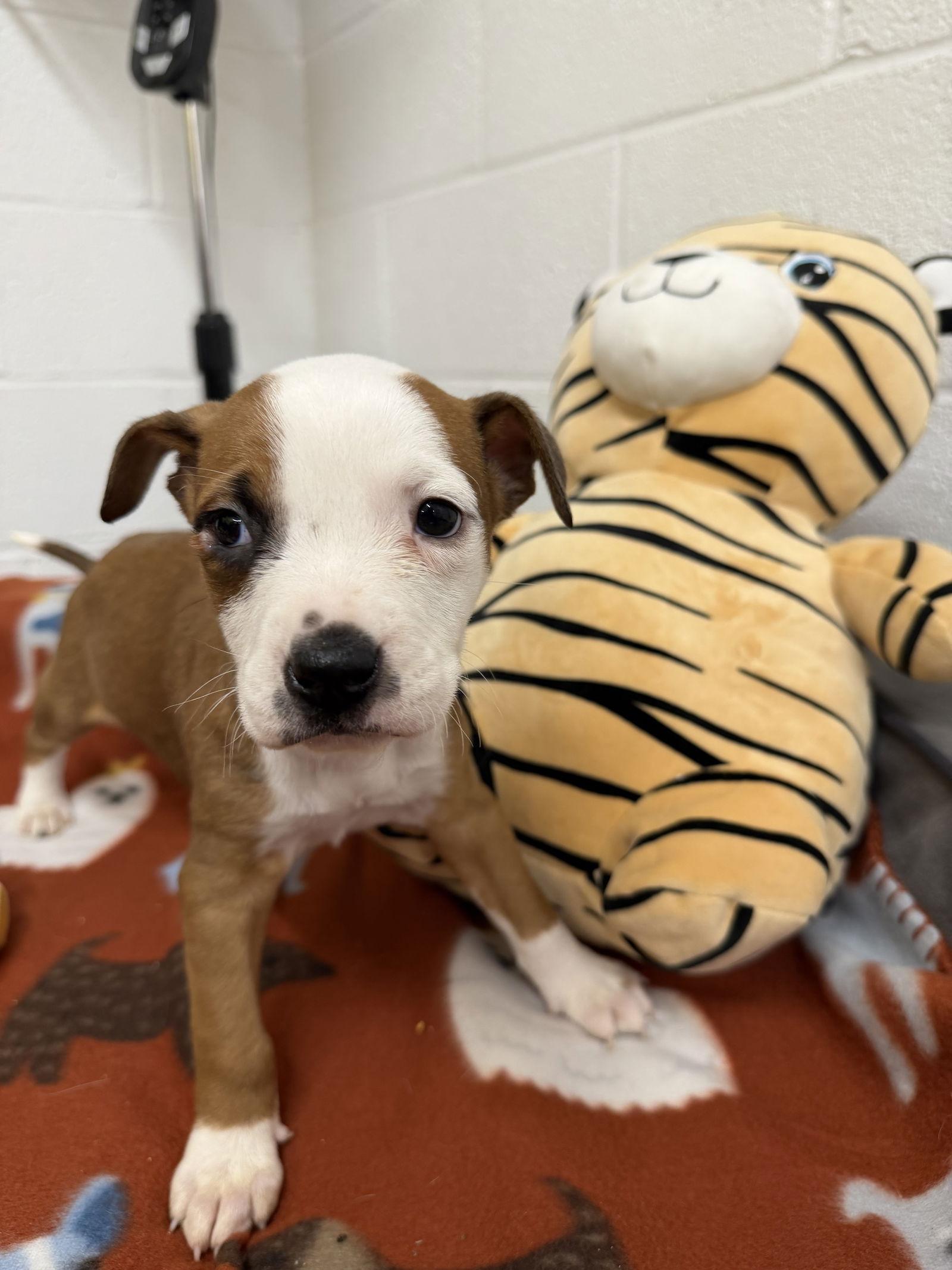 Enlarge Jada, a Adopted mixed breed in York, SC image 2/3