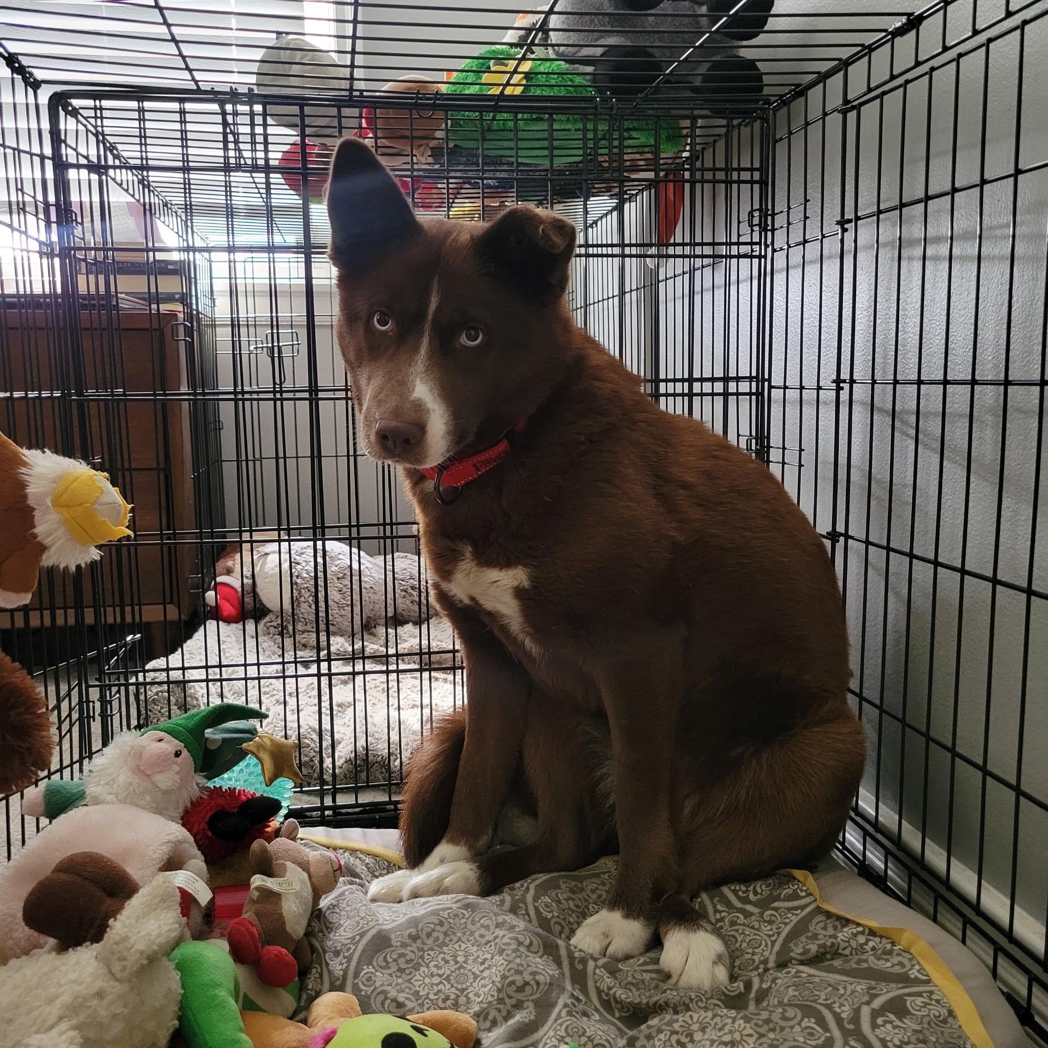 Enlarge Winter, a Adoptable mixed breed in Kansas City, MO image 1/1