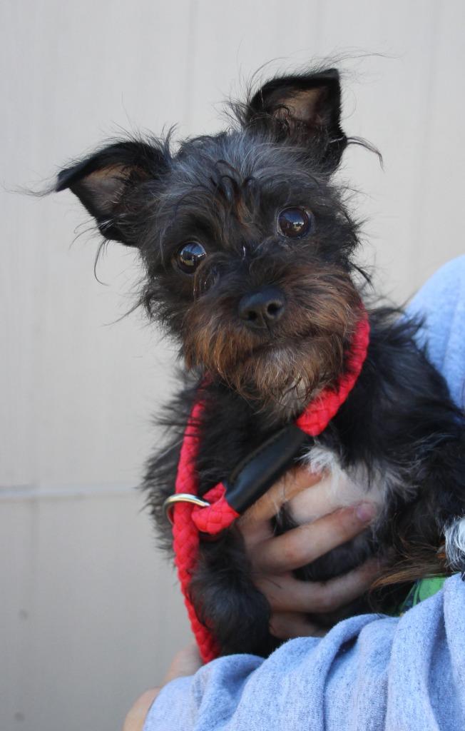 Jersey, Adoptable, Young Female Terrier & Mixed Breed.