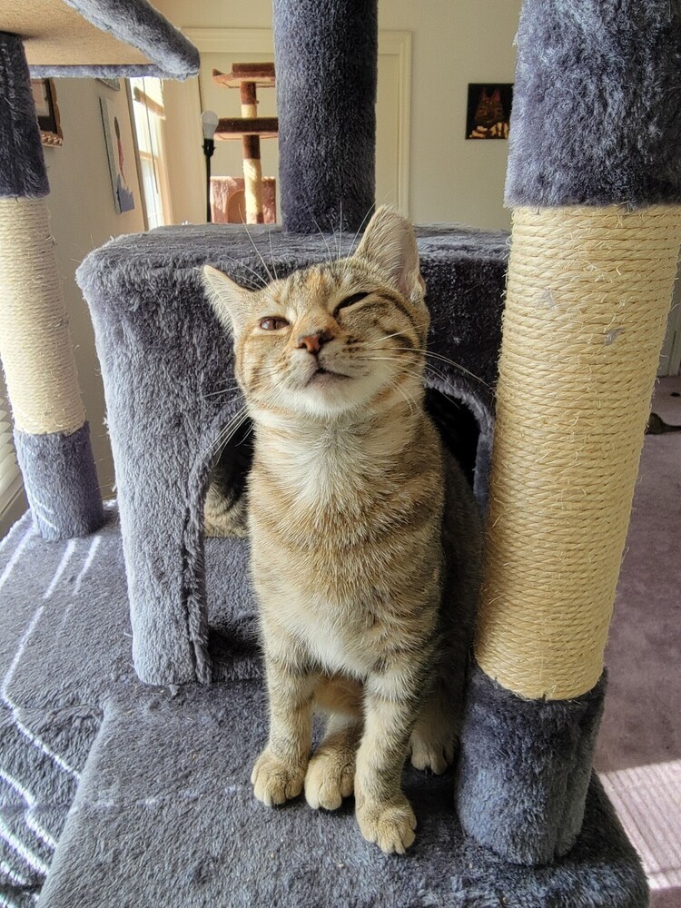 Enlarge Tabby (Deja Vu Crew #3), a Adoptable Domestic Short Hair in Telford, PA image 1/2