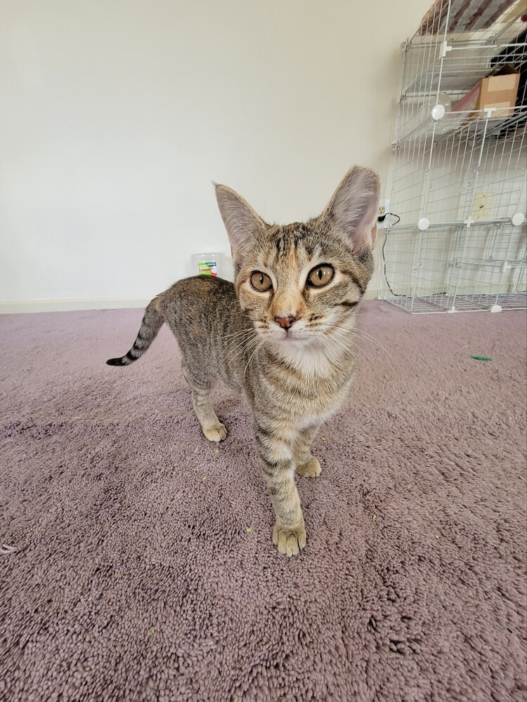 Enlarge Tabby (Deja Vu Crew #3), a Adoptable Domestic Short Hair in Telford, PA image 2/2