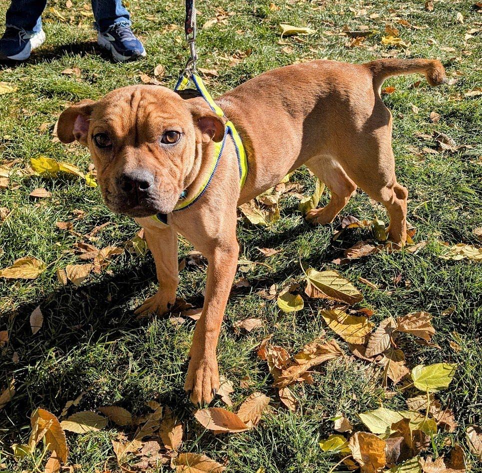 Enlarge Ivy, an adopted mixed breed in Hurricane, UT image 2/3