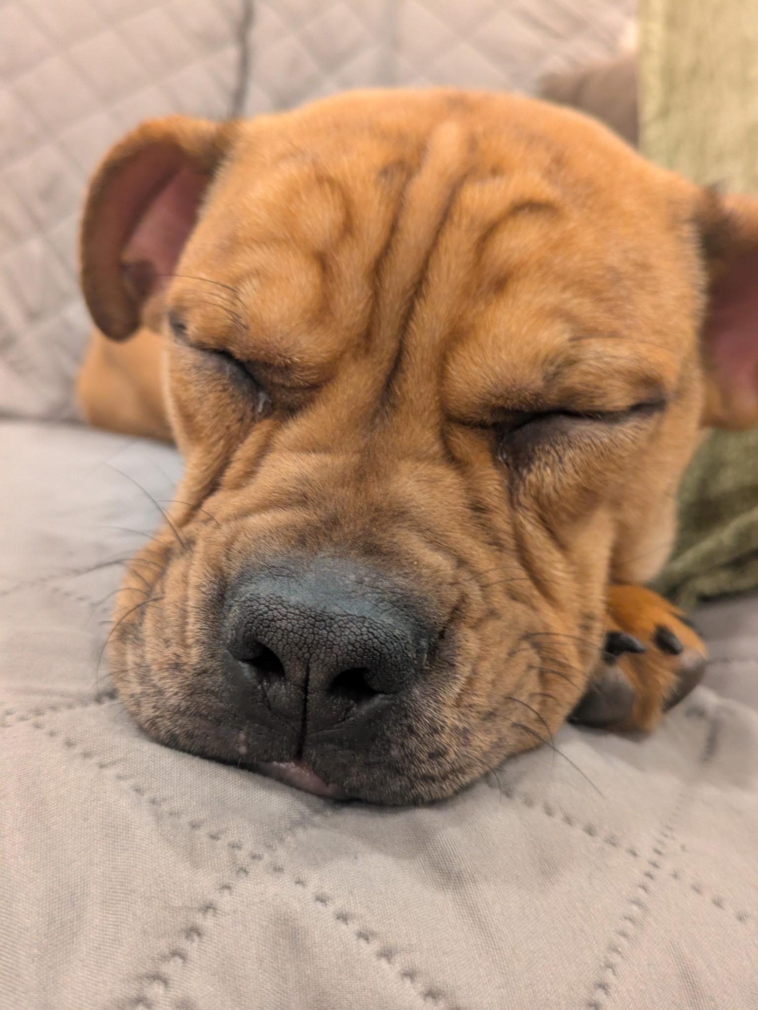 Ivy, adopted, Puppy Female Puggle & Boxer.