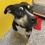 Quan, ADOPTABLE, Adult Male Mixed Breed.