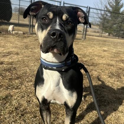 Enlarge Quan, a ADOPTABLE mixed breed in Dubuque, IA image 1/2