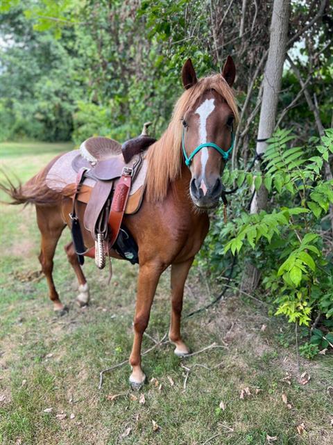 Enlarge LIBBY, a Adoptable mixed breed in Methuen, MA image 1/1