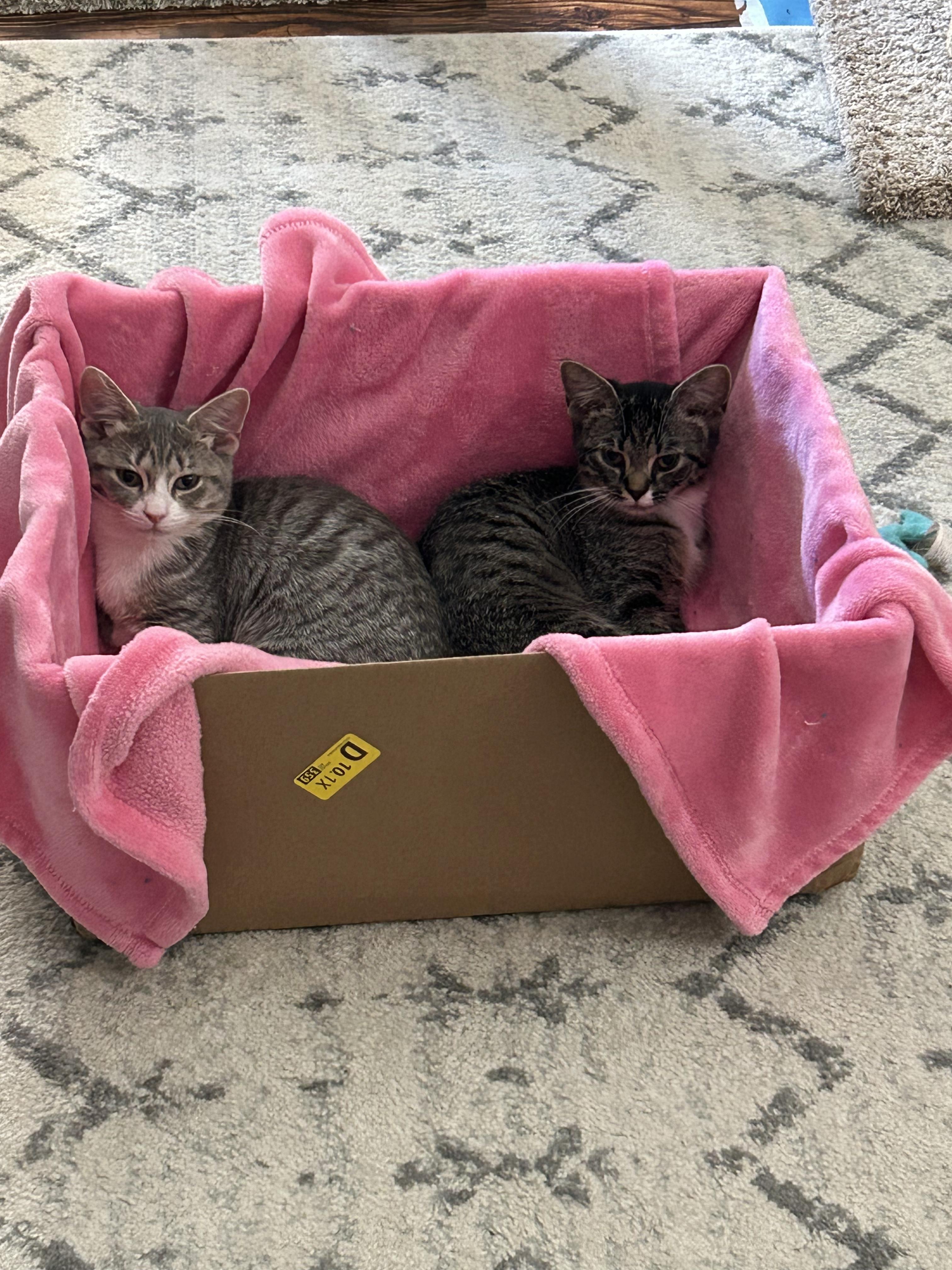 Amazon and Shein (bonded sisters)