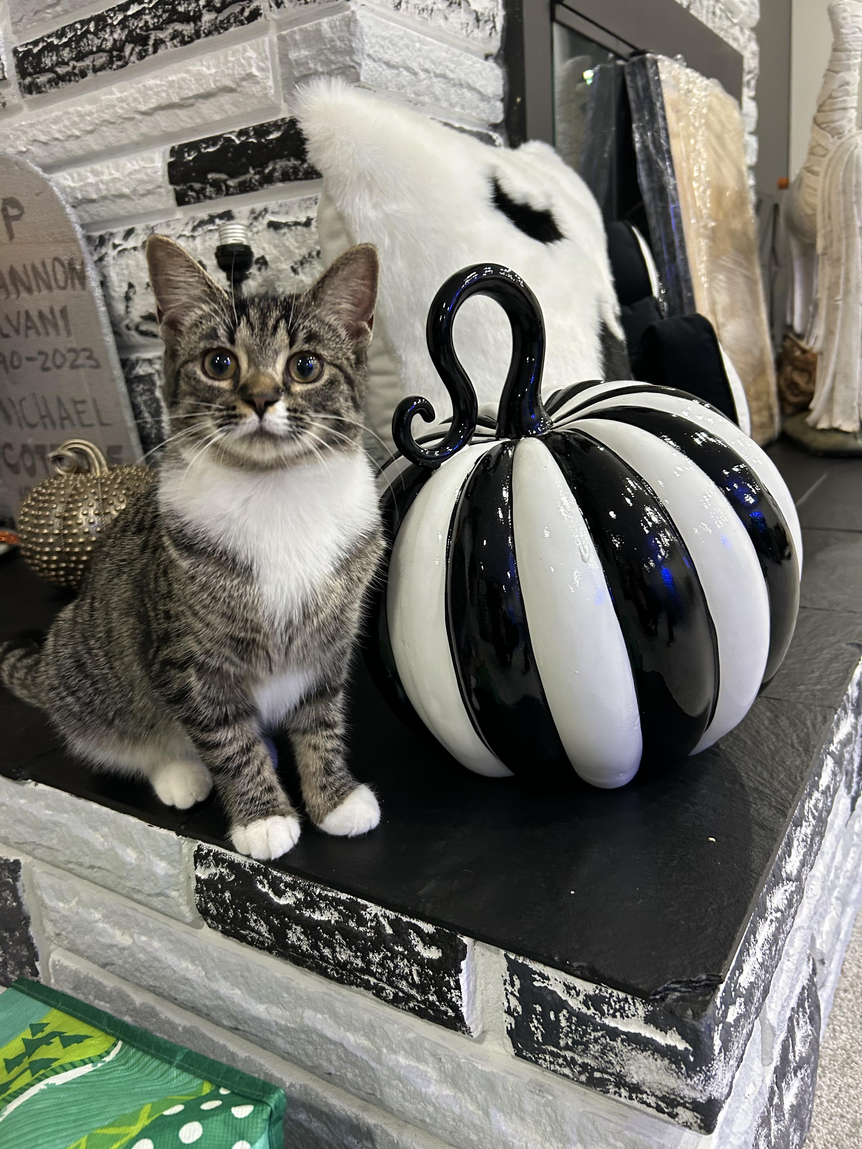 Amazon and Shein (bonded sisters)