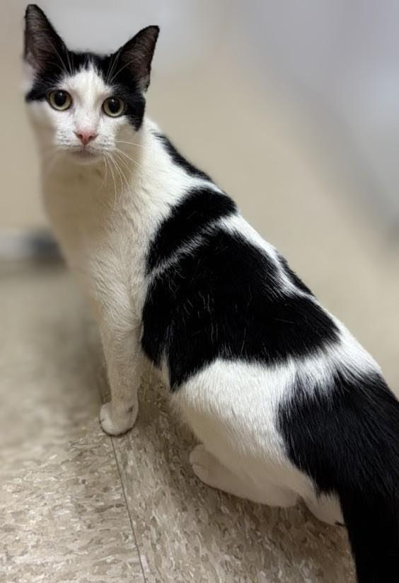 Enlarge Lainey, a Adoptable Domestic Short Hair in Perrysburg, OH image 2/6