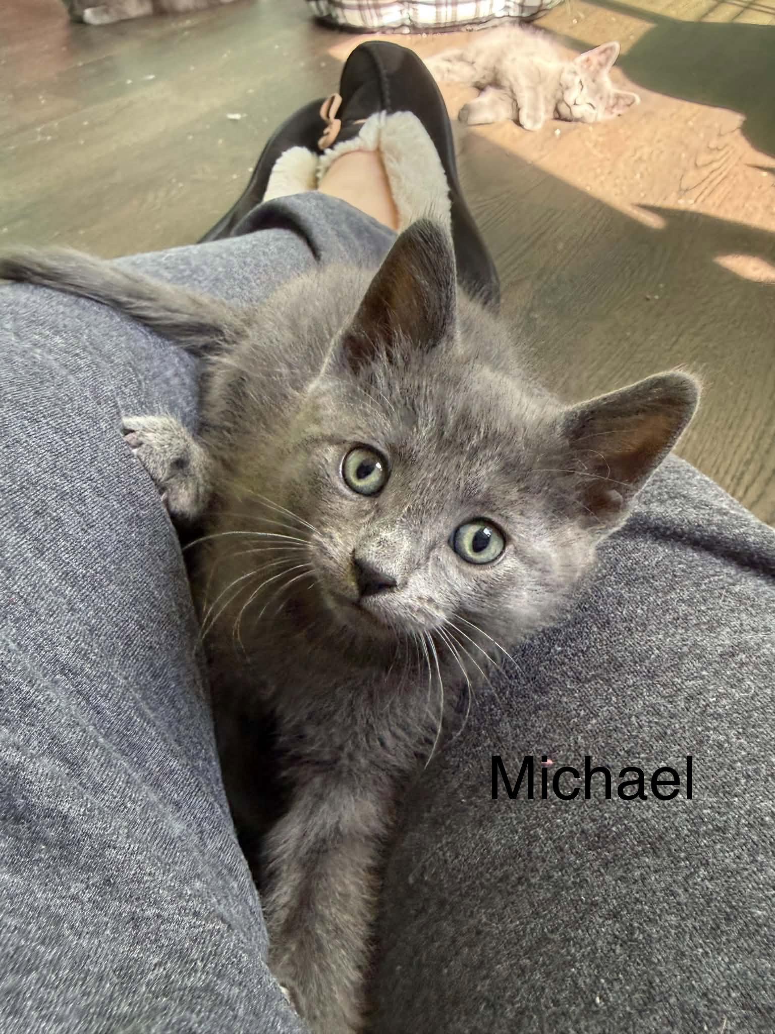 Enlarge Michael, a Adoptable Domestic Short Hair in West Des Moines, IA image 1/2