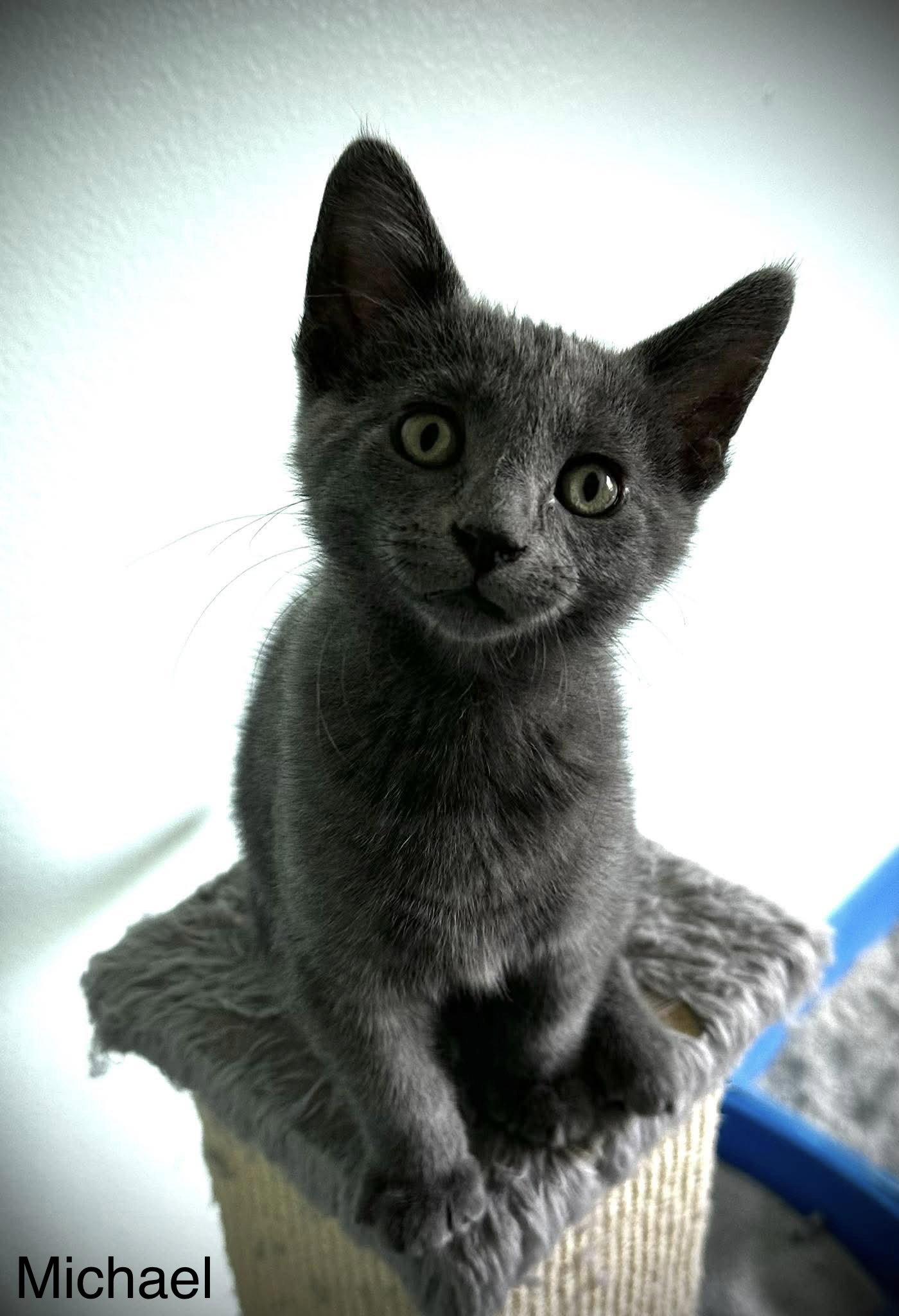 Enlarge Michael, a Adoptable Domestic Short Hair in West Des Moines, IA image 2/2