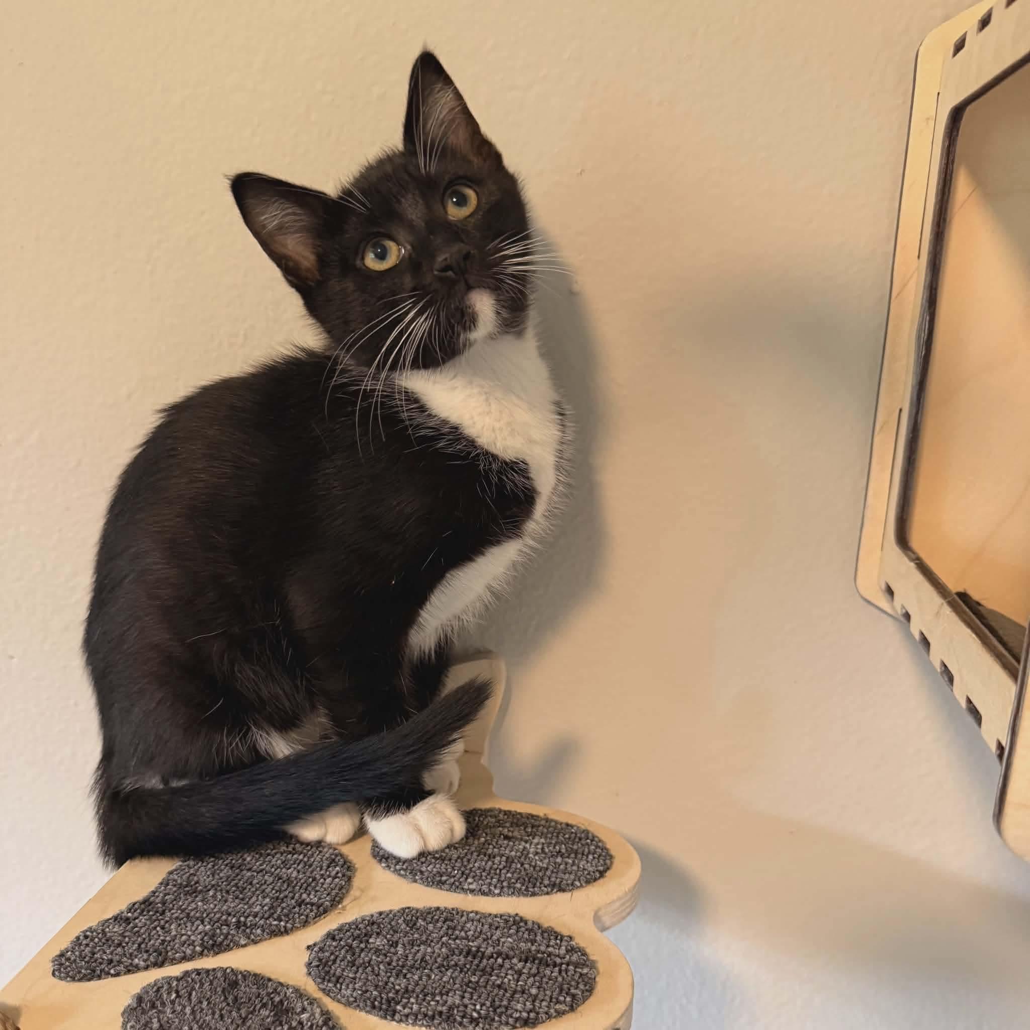 Enlarge Cappachino, a ADOPTABLE mixed breed in Gladstone, OR image 1/1
