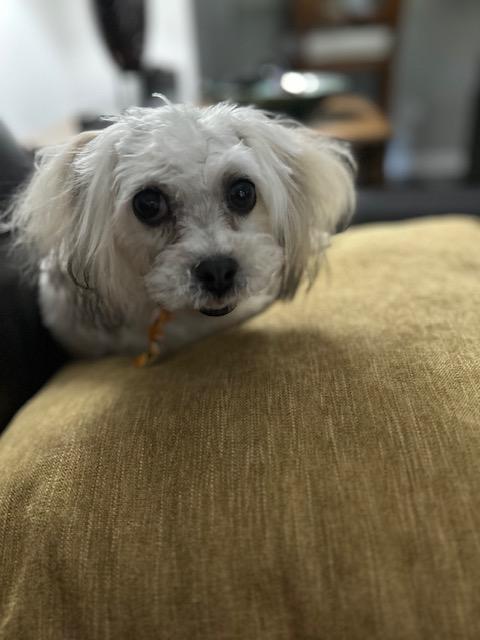 Poppy 2